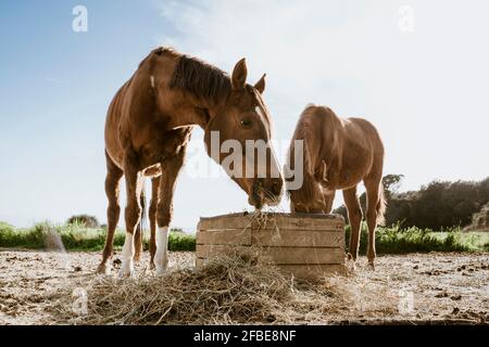 Due cavalli marroni che mangiano fieno in campo Foto Stock