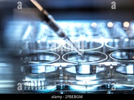 Goccia di campione scientifico che cade nella micropiastra dalla pipetta a. laboratorio Foto Stock