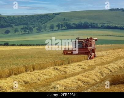 Mietitrebbia per la raccolta del grano nelle vicinanze di Didcot, Oxfordshire, Inghilterra, Regno Unito Foto Stock