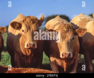 Cattle in Field, Wiltshire England, Regno Unito Foto Stock