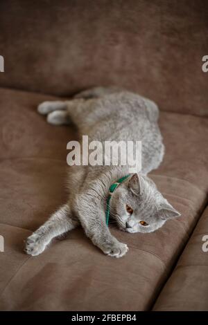 Un bel gatto scozzese grande grigio si trova su un divano marrone. Animali domestici di razza elite. Messa a fuoco selettiva Foto Stock