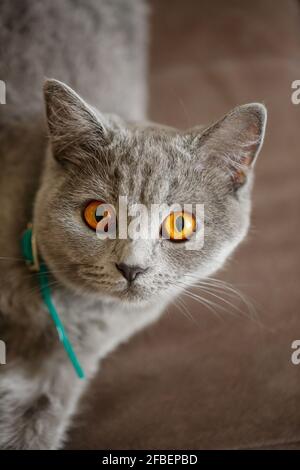 Un bel gatto scozzese grande grigio si trova su un divano marrone. Animali domestici di razza elite. Messa a fuoco selettiva Foto Stock