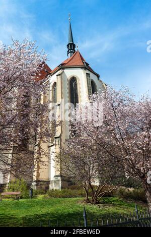 Ciliegie in fiore nel vicino quartiere della chiesa di Sant'Antonio a piazza Strossmayerovo a Praga-Holesovice. Foto Stock