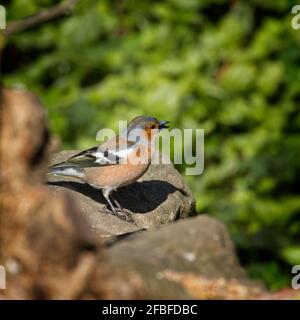 Un piccolo Chaffinch (coelebs Fringilla) appollaiato su una pietra in un bosco esterno. Foto Stock