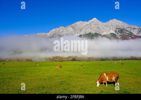 Nebbia che galleggia sul bestiame pascolo iat Grimming montagna in giorno di sole Foto Stock