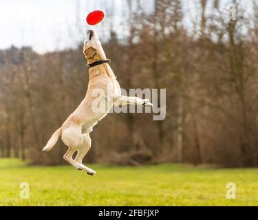 Labrador salta al disco di plastica di presa Foto Stock