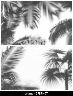 Due realistiche illustrazioni vettoriali di ombre morbide di palme e fern Illustrazione Vettoriale