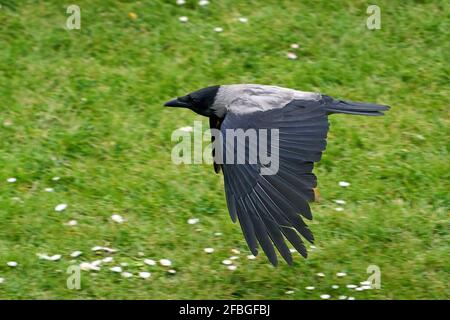 Cornacchia mantellata in volo con la vegetazione in background Foto Stock