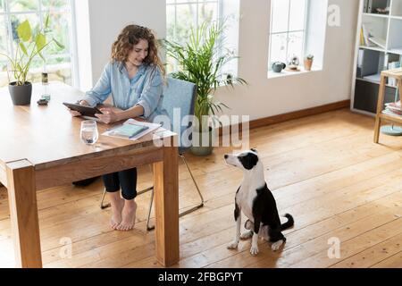 Bella donna d'affari sorridente con tablet digitale guardando Jack Russell Terrier a casa Foto Stock