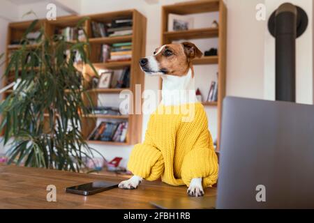 Jack Russell Terrier cane guardando via da smartphone e laptop sul tavolo a casa Foto Stock