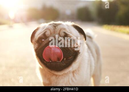 Ritratto di simpatico giovane cane da pug chubby sul marciapiede in cemento del parco cittadino, luce soffusa al tramonto. Pegigree purebred cucciolo riposante dopo la passeggiata sul caldo sunn Foto Stock