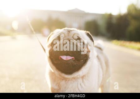 Ritratto di simpatico giovane cane da pug chubby sul marciapiede in cemento del parco cittadino, luce soffusa al tramonto. Pegigree purebred cucciolo riposante dopo la passeggiata sul caldo sunn Foto Stock