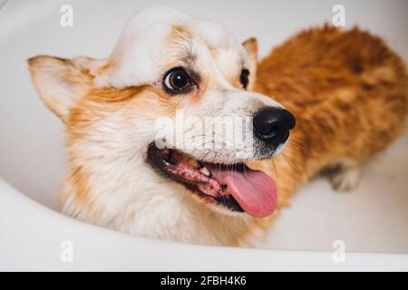 Ritratto del cane Corgi in piedi nella vasca da bagno Foto Stock