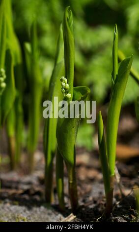 Germogli, rotolò su foglie di Lily della valle in primavera Foto Stock