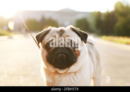 Ritratto di simpatico giovane cane da pug chubby sul marciapiede in cemento del parco cittadino, luce soffusa al tramonto. Pegigree purebred cucciolo riposante dopo la passeggiata sul caldo sunn Foto Stock