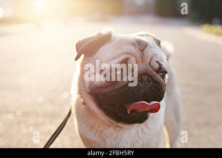 Ritratto di simpatico giovane cane da pug chubby sul marciapiede in cemento del parco cittadino, luce soffusa al tramonto. Pegigree purebred cucciolo riposante dopo la passeggiata sul caldo sunn Foto Stock