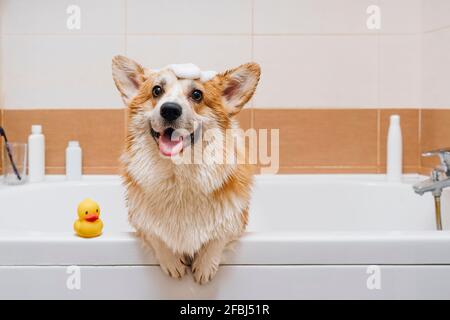 Ritratto del cane Corgi in piedi nella vasca da bagno Foto Stock