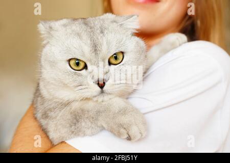 Giovane bella donna con lunghi capelli biondi che tiene il suo gatto grigio scozzese piega razza. Bella femmina che preme il suo animale domestico felino lop-ared al petto. Clos Foto Stock