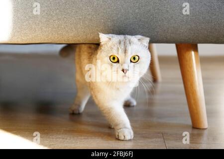 Cute scozzese Fold razza gatto con gli occhi gialli giocosamente in esecuzione sotto il divano grigio tessuto a casa. Morbido e morbido purebred cucciolo corto con orecchie di lop. Indietro Foto Stock