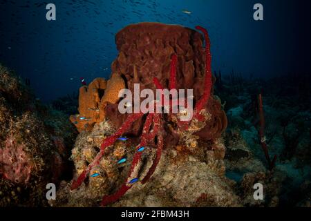 Spugne tubo sulla barriera corallina dell'isola caraibica di Sint Maarten Foto Stock