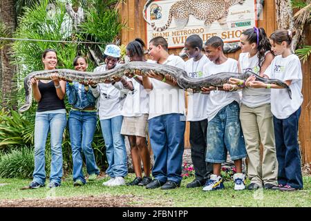 Miami Florida,MetroZoo Drug Free Youth in Town,teen teen teenagers students,class field trip holding gigante python serpente Black Ispan ragazze Foto Stock