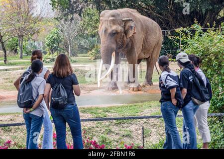 Miami Florida,MetroZoo Metro Zoo Droga Free Youth in Town,DFYIT teen teenager teenagers teenage students,class field trip Looking Asian Elephant Foto Stock