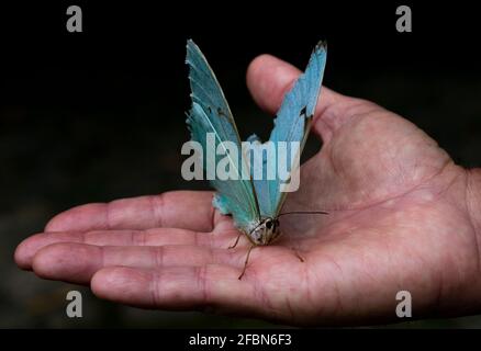 Primo piano sulla mano umana che tiene un esotico blu brasiliano farfalla (morfo epistrofo catenaria) Foto Stock