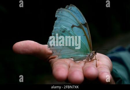 Primo piano sulla mano umana che tiene un esotico blu brasiliano farfalla (morfo epistrofo catenaria) Foto Stock