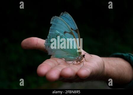 Primo piano sulla mano umana che tiene un esotico blu brasiliano farfalla (morfo epistrofo catenaria) Foto Stock