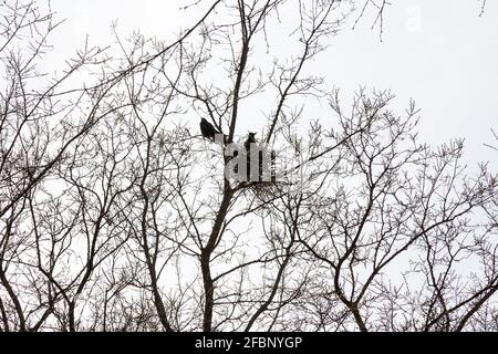 Rook (Corvus frugilegus) nido costruito su albero, Sopron, Ungheria Foto Stock