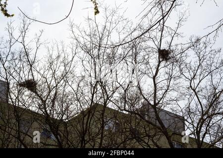 Rook (Corvus frugilegus) nidi costruiti su alberi accanto al blocco residenziale di appartamenti, Sopron, Ungheria Foto Stock