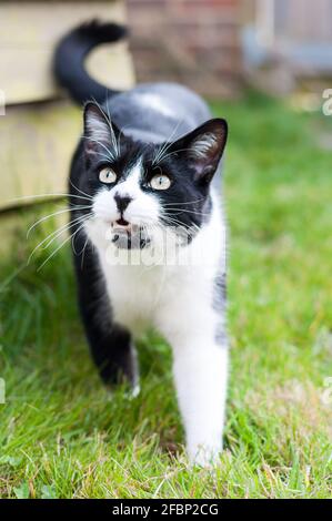 Un gatto britannico a capelli corti bianco e nero maschio (Felis catus) sibilo ad un uccello in giardino Foto Stock