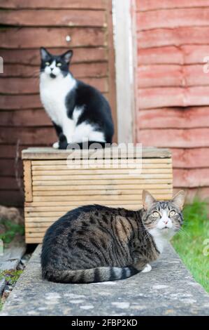 Un gatto tabby femminile dai capelli corti (Felis catus) e un gatto bianco e nero che si siede l'uno accanto all'altro dentro un giardino Foto Stock