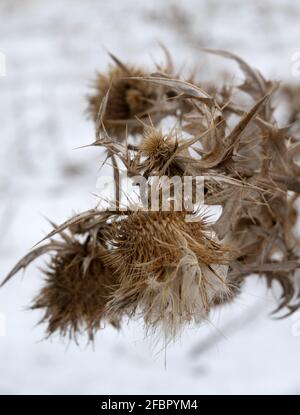 Terribile cardi irto di spine, il simbolo della cavalleria. Inverno secco piante close up Foto Stock