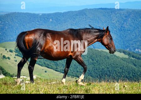 Cavallo Kabarda razza ritratto: Piccolo e asciutto, con un profilo humped. Caucasia settentrionale Foto Stock