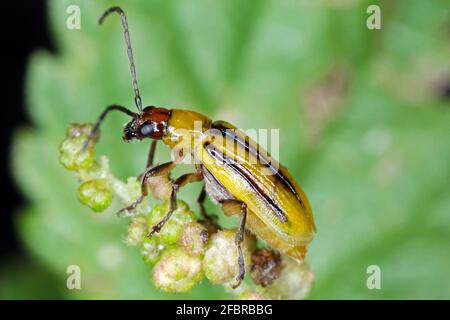 Il verme del mais occidentale Diabrotica virgifera virgifera è una delle specie più devastanti di verme del mais. Foto Stock