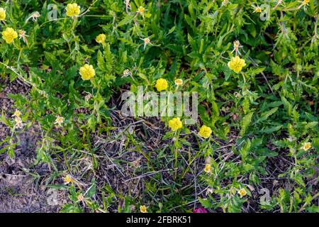 La Oenotera è un genere di circa 145 specie di piante erbacee in fiore originarie delle Americhe, coltivate in un giardino. Foto Stock