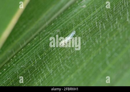 Tramoggia a foglie di mais (Zyginidia scutellaris) di raccolto di mais. Insetto su cereali invernali. Foto Stock