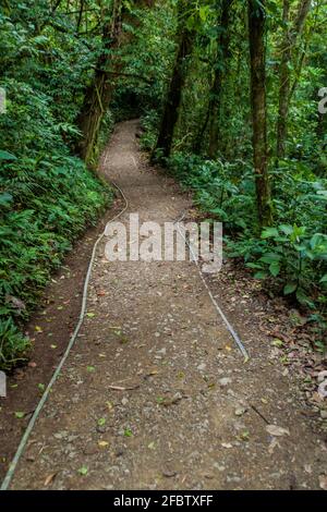 Sentiero escursionistico nella foresta di nubi di Reserva Biologica Bosque Nuboso Monteverde, Costa Rica Foto Stock