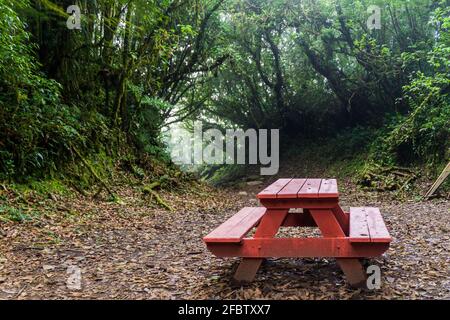 Tavolo da picnic in una foresta di nubi di Reserva Biologica Bosque Nuboso Monteverde, Costa Rica Foto Stock