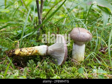 Spike-cap slimy, Gomphidius glutinoso che cresce tra muschi Foto Stock