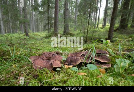 Riccio scaly, Sarcodon imbricatus che cresce tra muschi Foto Stock