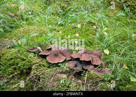 Riccio scaly, Sarcodon imbricatus che cresce tra muschi Foto Stock