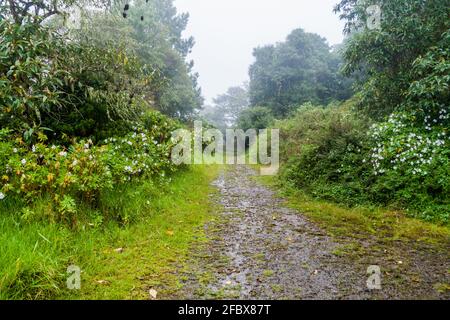 Sentiero escursionistico Sendero Los Quetzales nel Parco Nazionale Volcan Baru durante la stagione delle piogge, Panama. Foto Stock