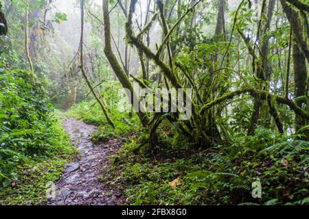 Sentiero escursionistico Sendero Los Quetzales nel Parco Nazionale Volcan Baru durante la stagione delle piogge, Panama. Foto Stock