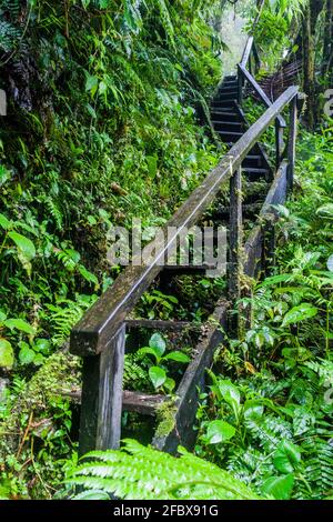 Scale su un sentiero escursionistico Sendero Los Quetzales nel Parco Nazionale Volcan Baru durante la stagione delle piogge, Panama. Foto Stock