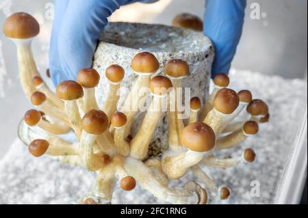 Funghi psilocibin, comunemente noti come funghi magici, funghi o scopette che vengono coltivati in un incubatore a base di casa. Foto Stock