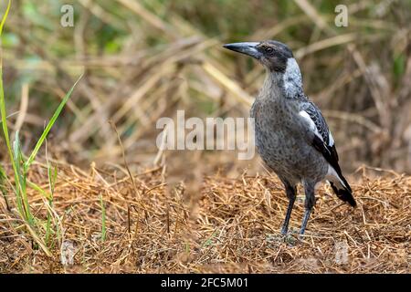 Voi Australian Magpie profilo laterale Foto Stock