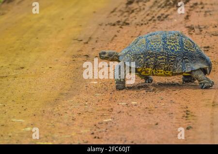 Carino piccola tartaruga Leopard strisciando sulla strada sterrata in una riserva di caccia in Africa Foto Stock