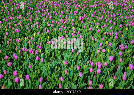 Tulpen auf einer Tulpenwiese im Britzer Garten a Berlino. Tulipani su un prato di tulipano in Britzer Garten Berlino, Germania. Foto Stock